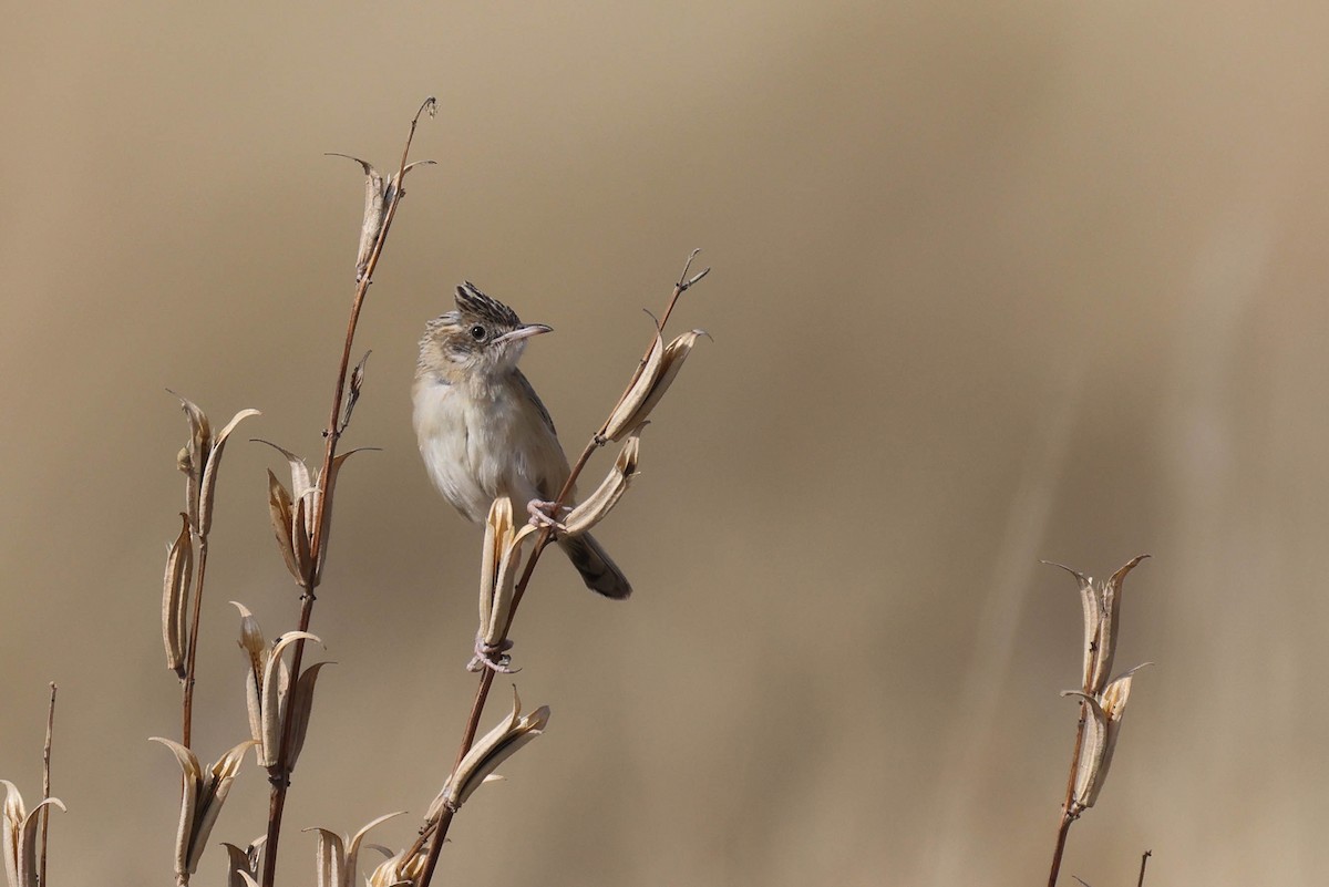 Desert Cisticola - ML646887938