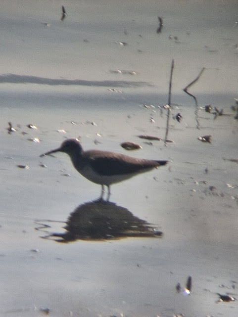 Green Sandpiper - ML646887942