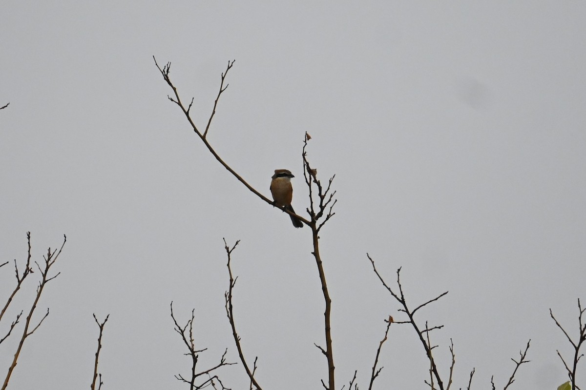 Bull-headed Shrike - ML646887943