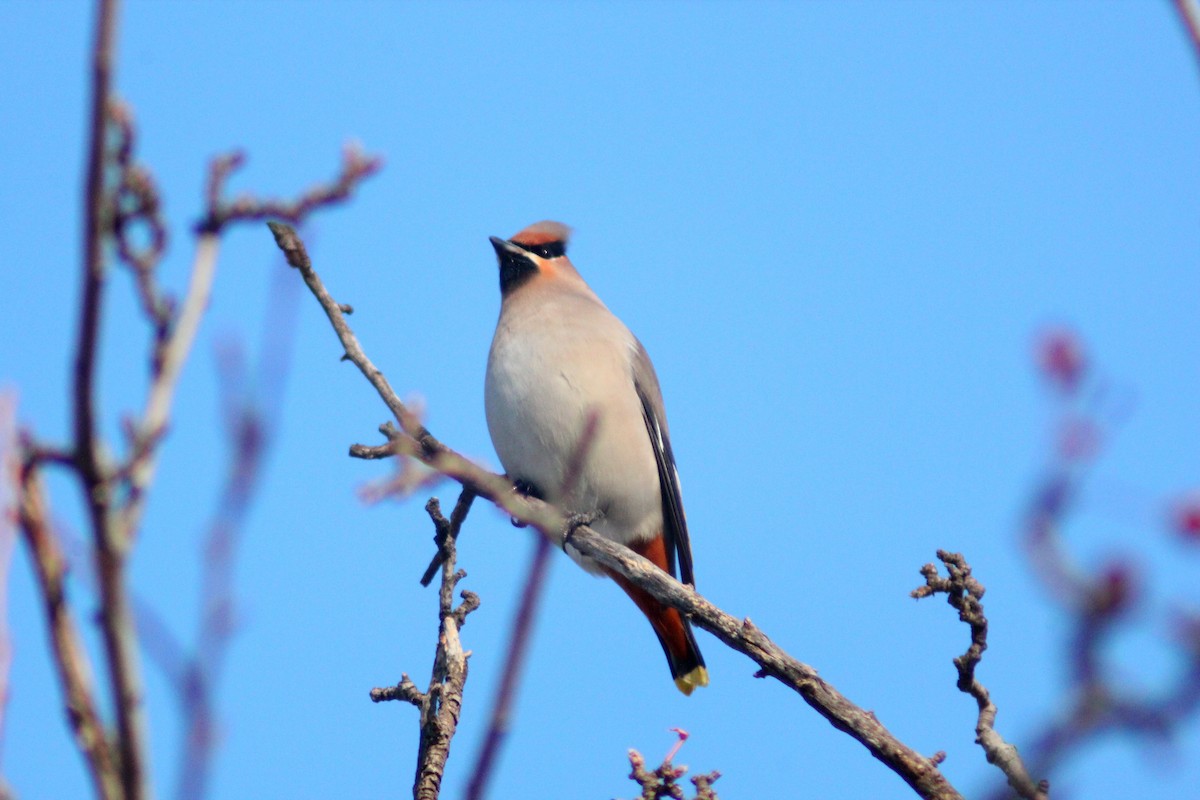 Bohemian Waxwing - ML646887944
