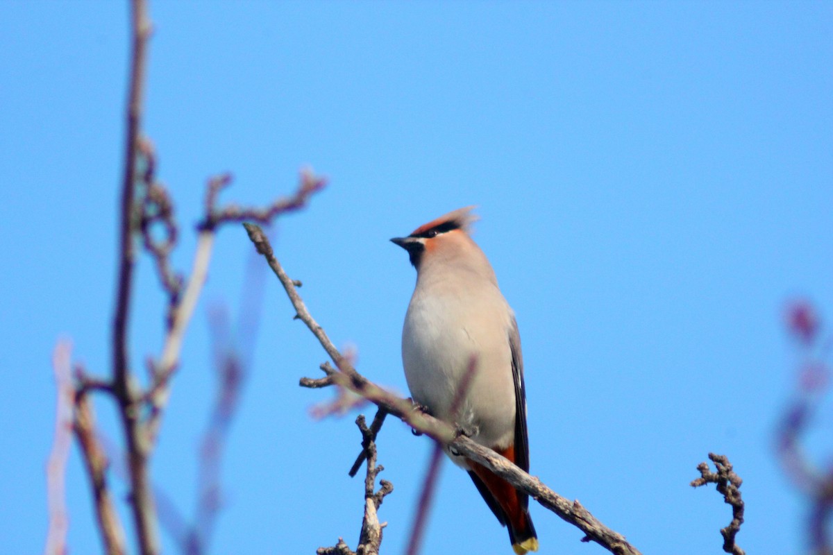 Bohemian Waxwing - ML646887945