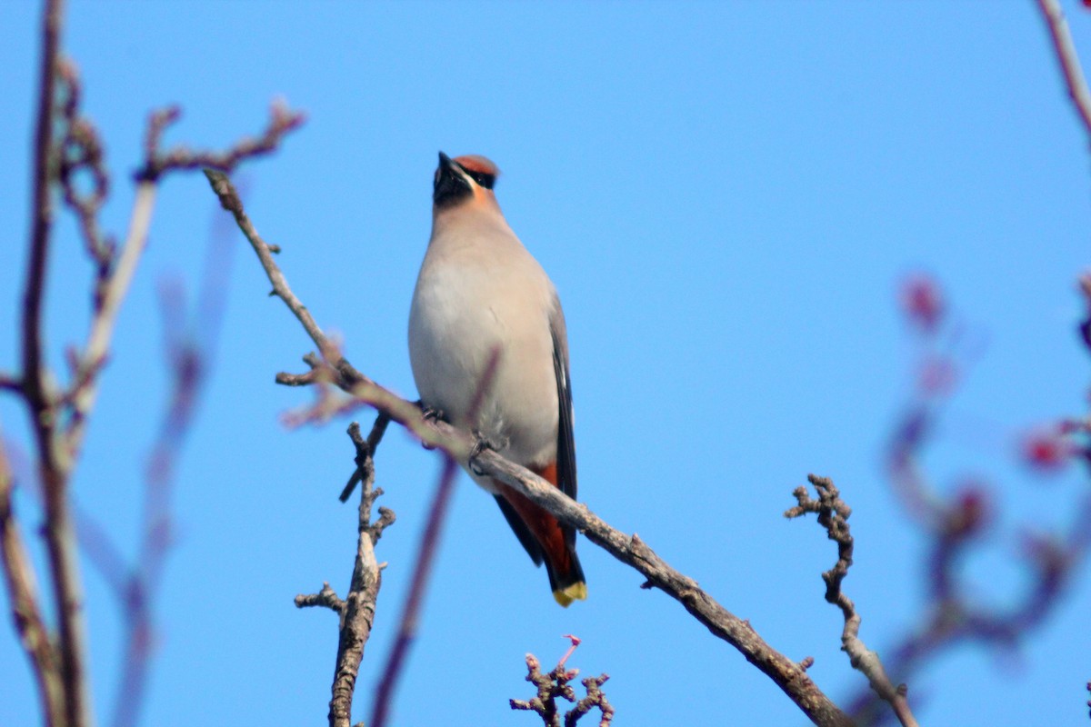 Bohemian Waxwing - ML646887946