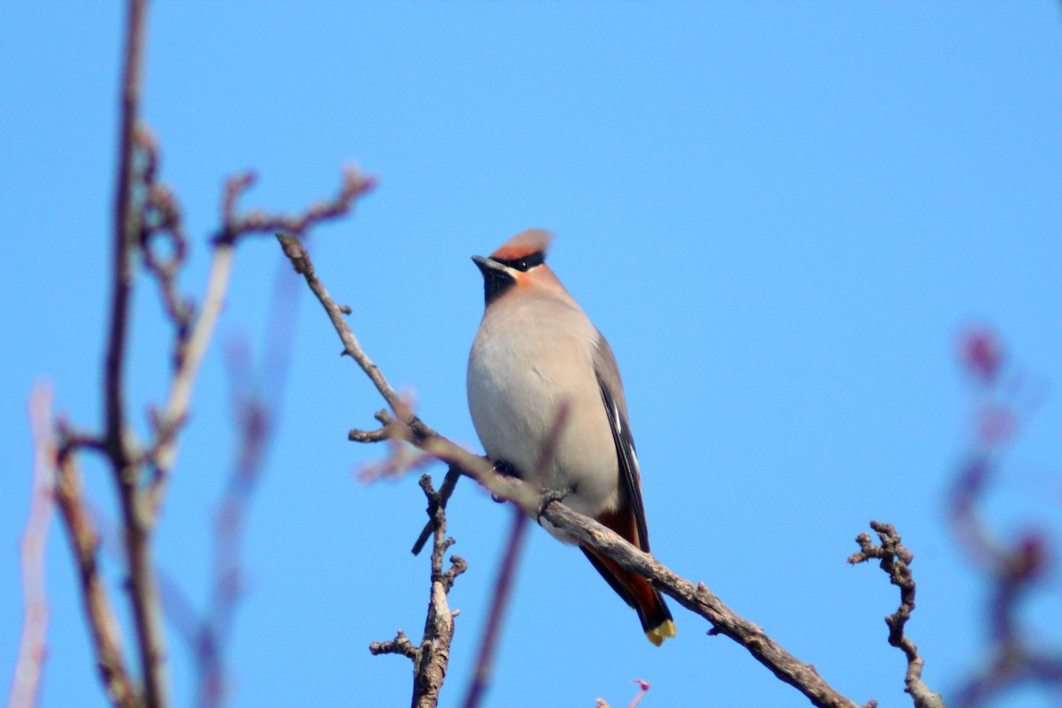 Bohemian Waxwing - ML646887947