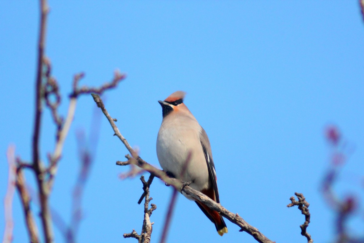 Bohemian Waxwing - ML646887948