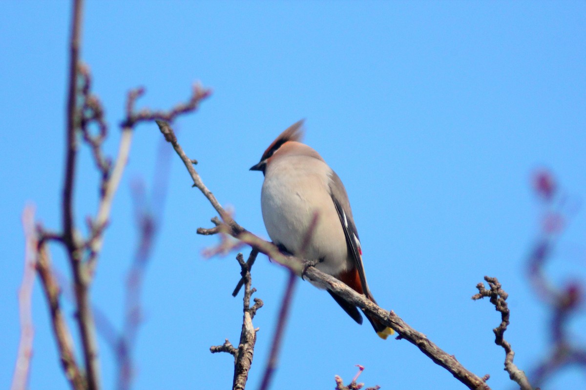 Bohemian Waxwing - ML646887949