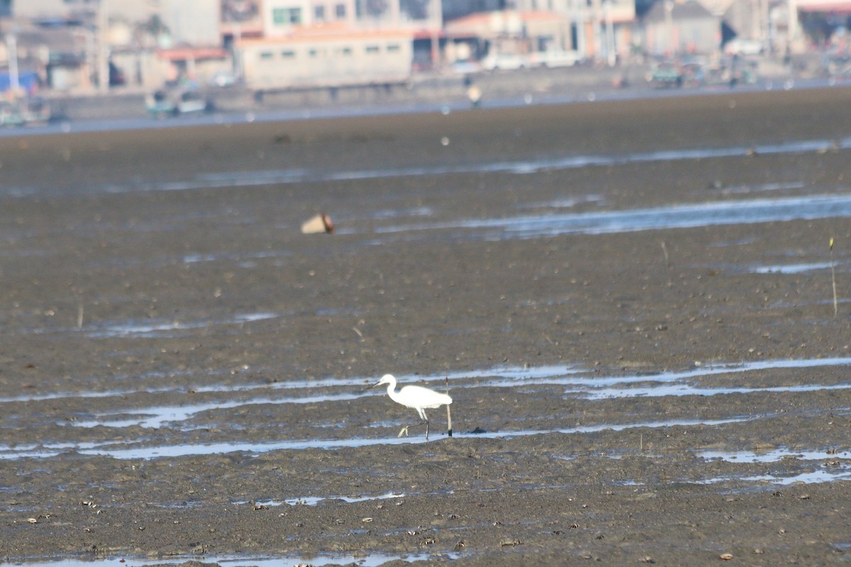 Little Egret - ML646887950