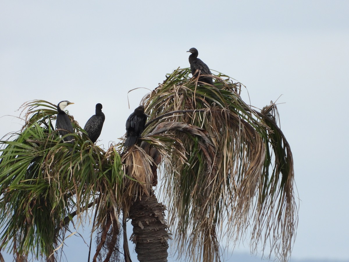 Little Black Cormorant - ML646887951