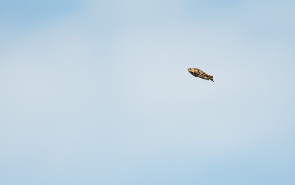 Red-throated Pipit - ML646887952