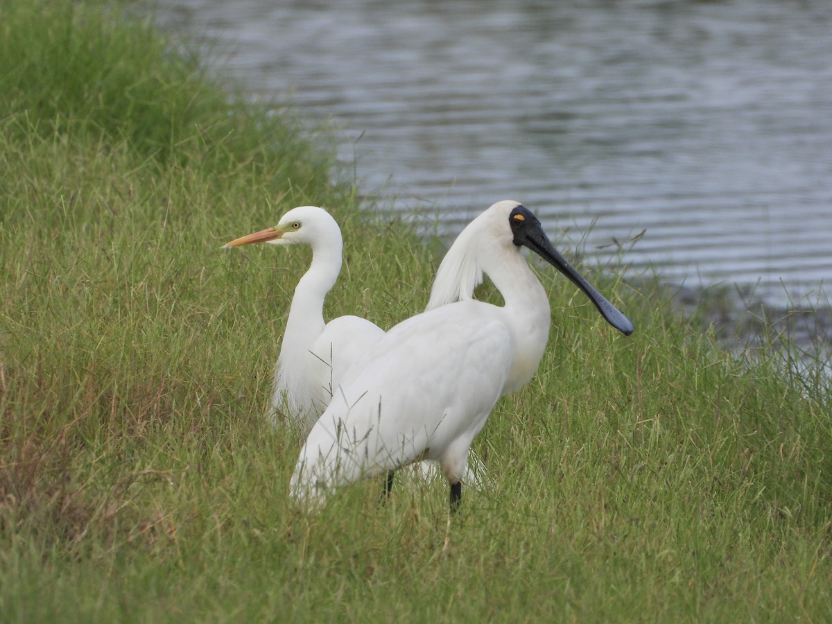 kongeskjestork - ML646887954