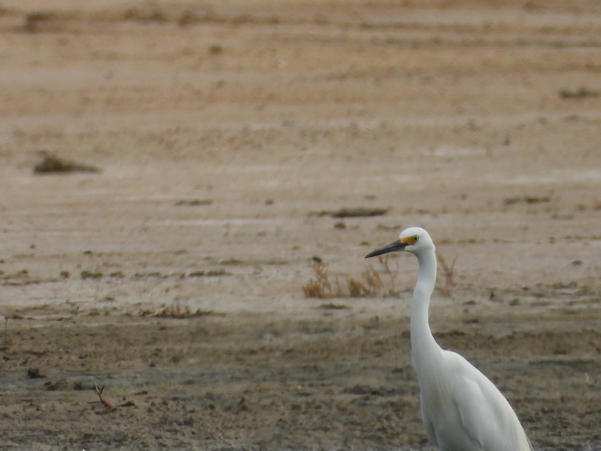 silkehegre - ML646887962