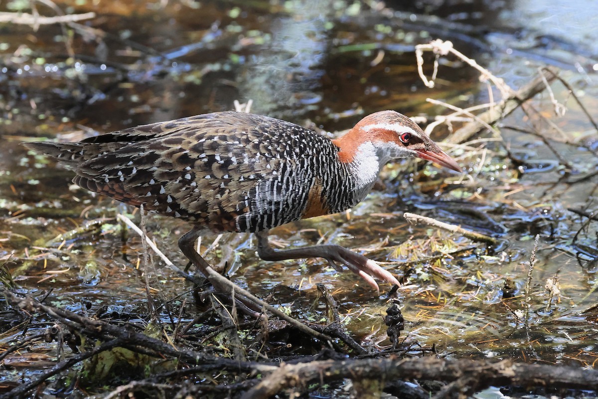Buff-banded Rail - ML646887965