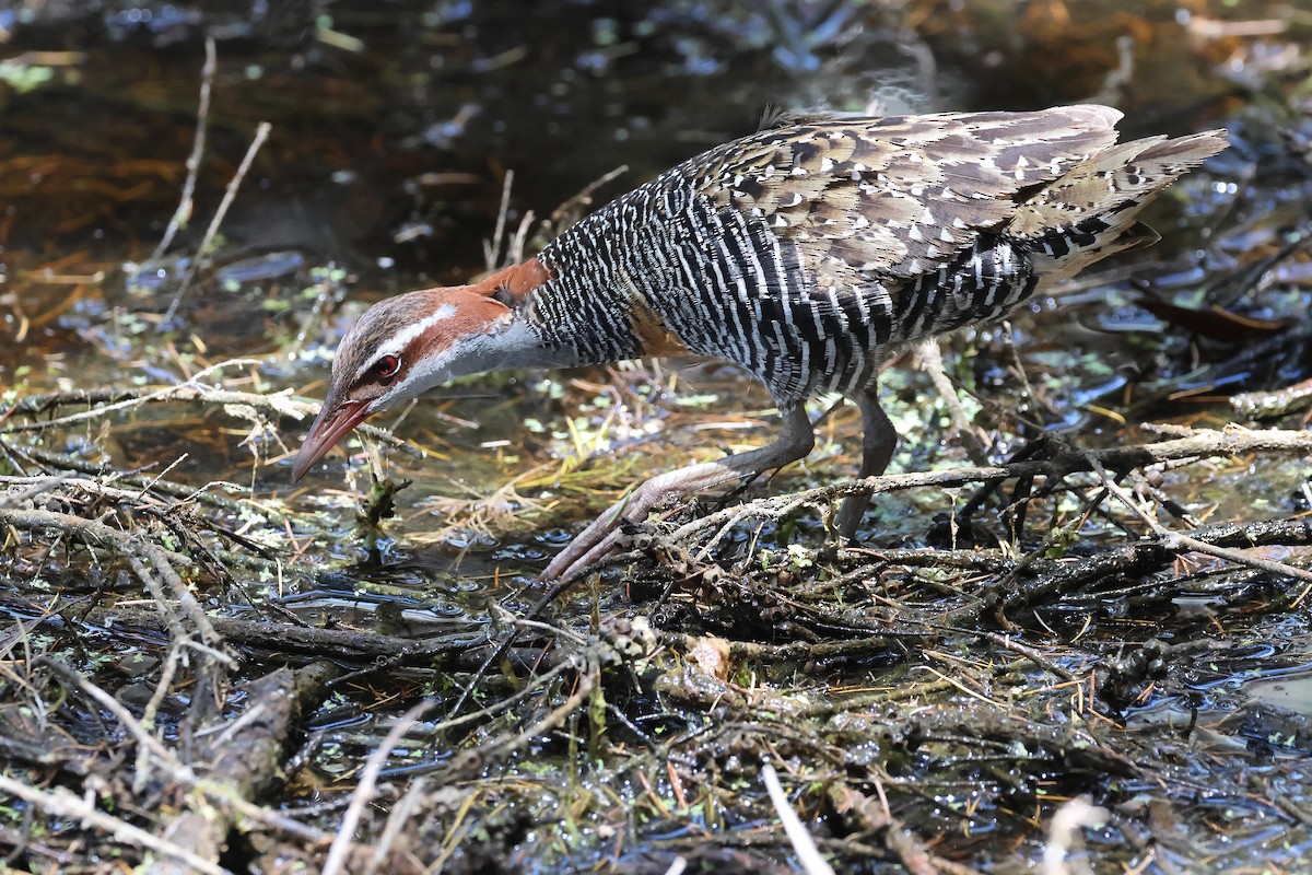 Пастушок смугастий - ML646887966