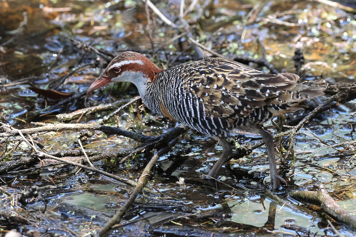 Пастушок смугастий - ML646887967