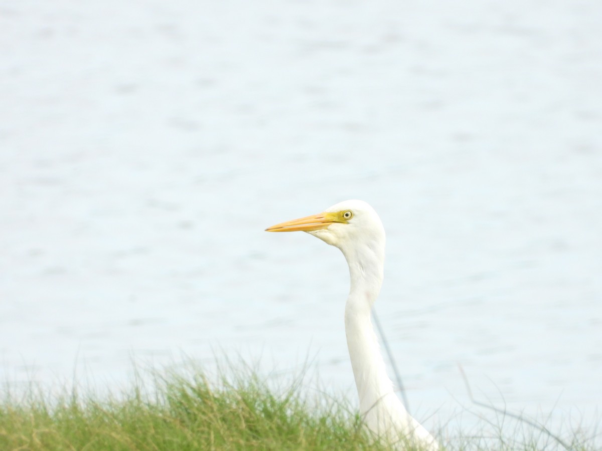 brudehegre - ML646887968