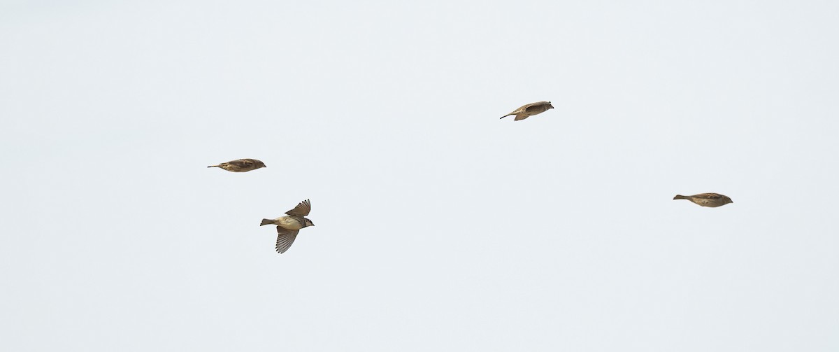 Spanish Sparrow - ML646887970