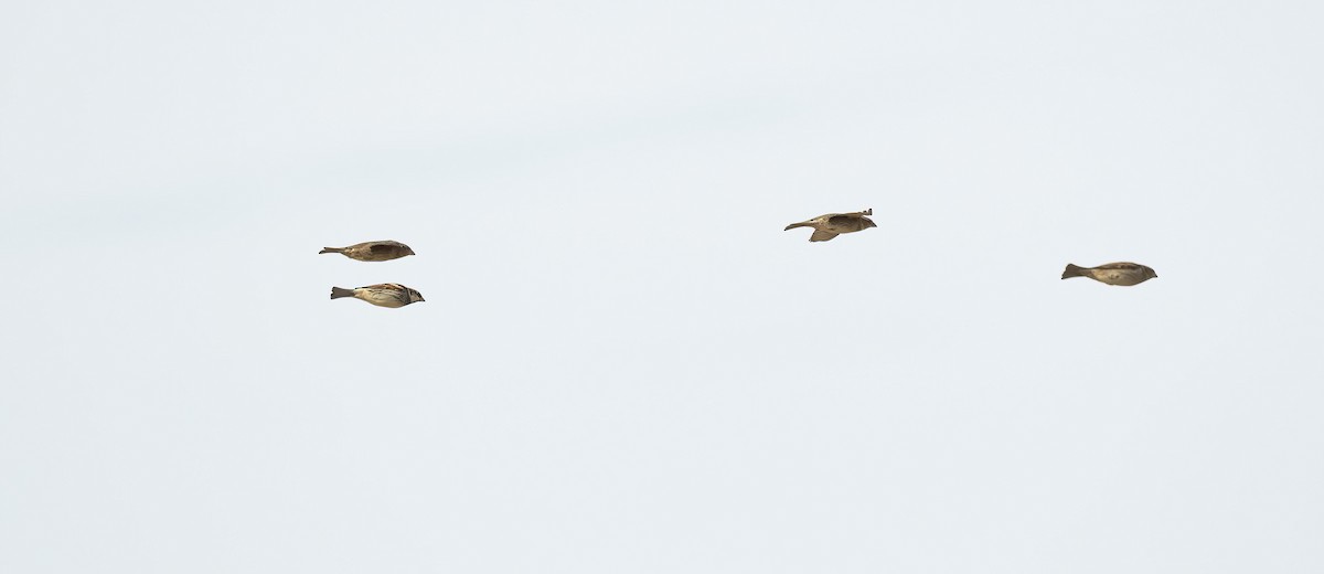 Spanish Sparrow - ML646887971