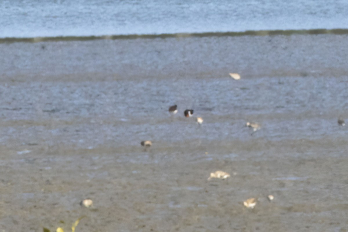 South Island Oystercatcher - ML646887980