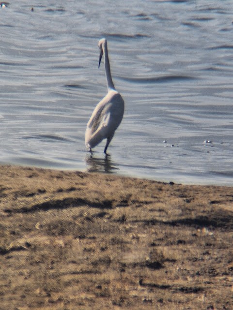 Чепура мала - ML646887982