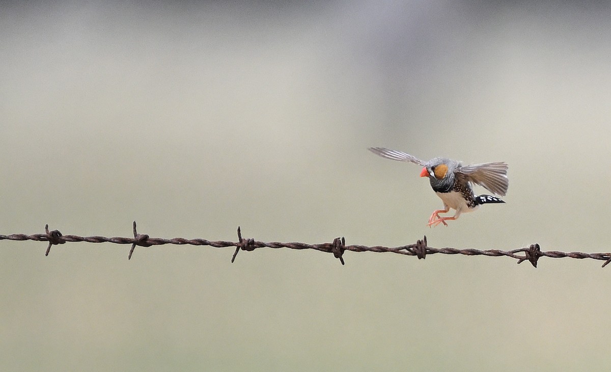 Діамантник зебровий - ML646887983