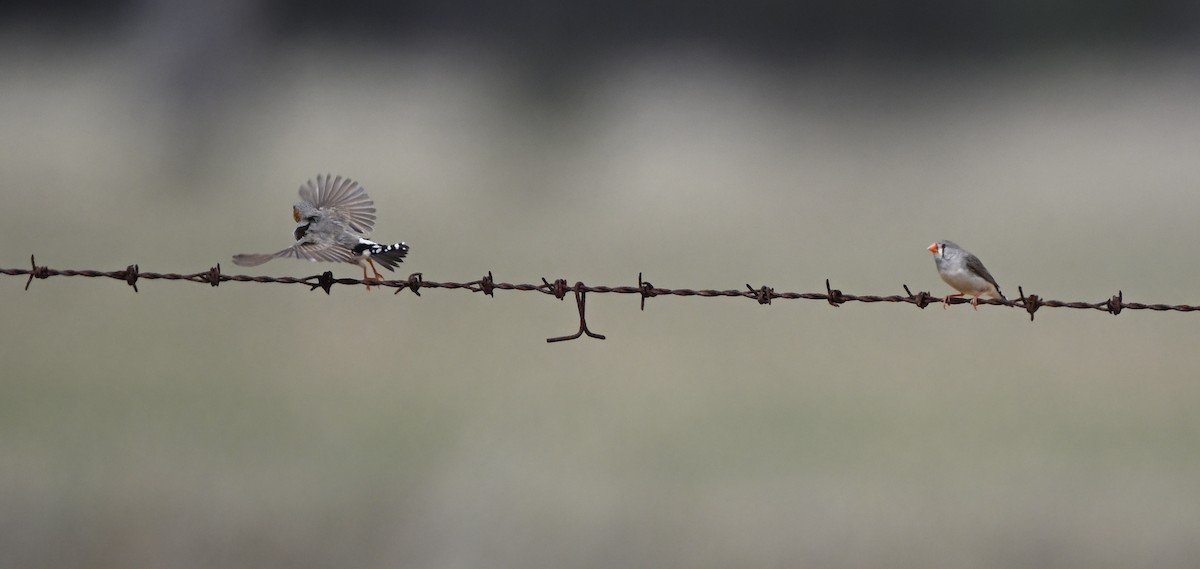 Діамантник зебровий - ML646887984