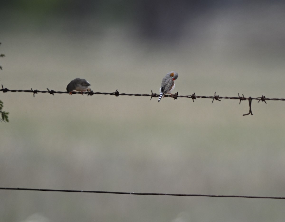 Діамантник зебровий - ML646887985