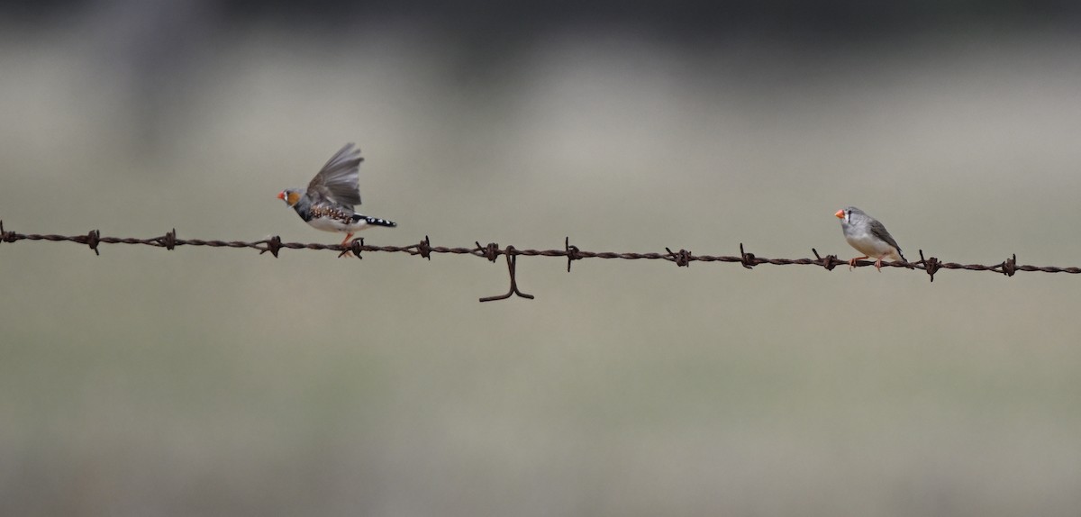 Діамантник зебровий - ML646887986