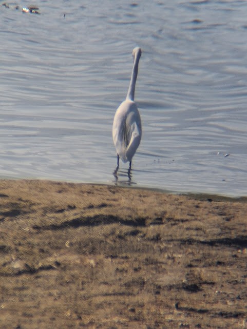 Чепура мала - ML646887989