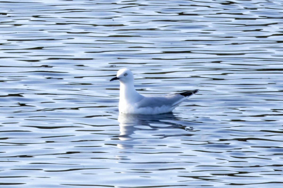 Мартин чорнодзьобий - ML646887991