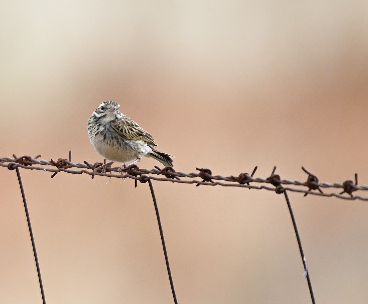Щеврик австралійський - ML646887992