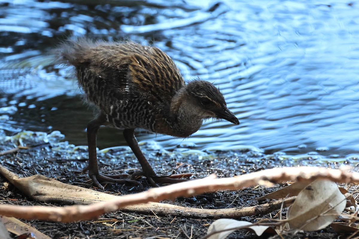 Пастушок смугастий - ML646887993