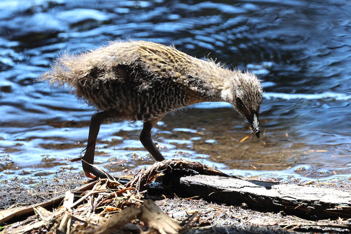 Пастушок смугастий - ML646887994