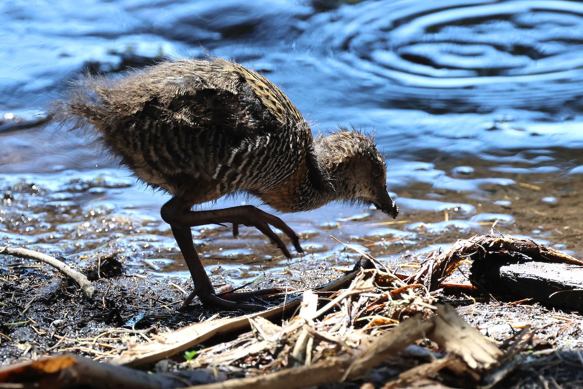 Пастушок смугастий - ML646887995
