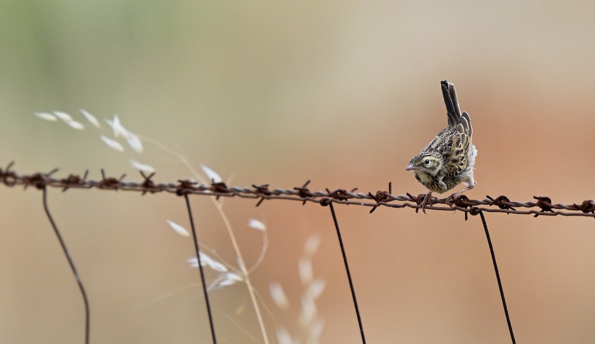 Щеврик австралійський - ML646887996