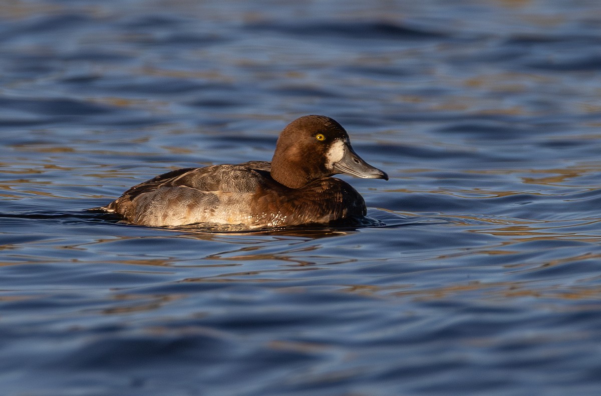 Чернь морська - ML646887998