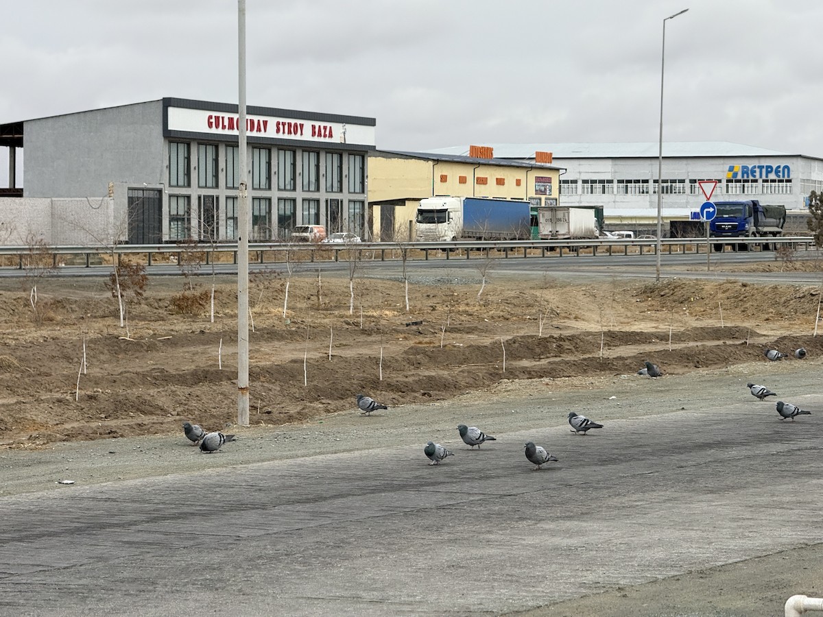 Голуб сизий (міський) - ML646888003