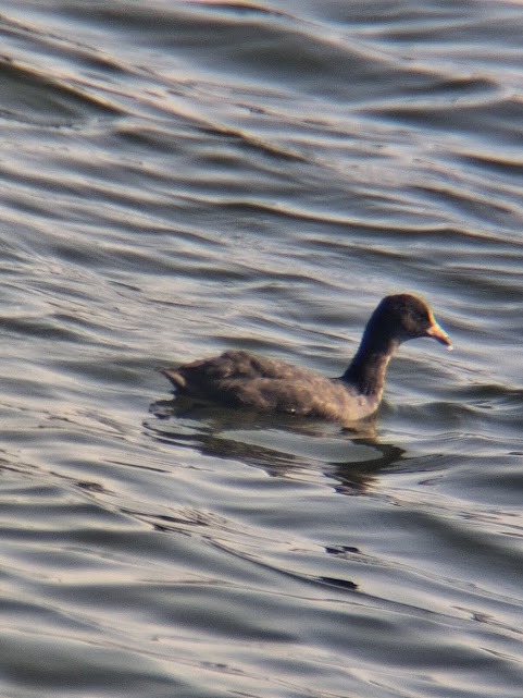 Лиска звичайна - ML646888004