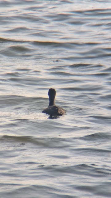 Лиска звичайна - ML646888005