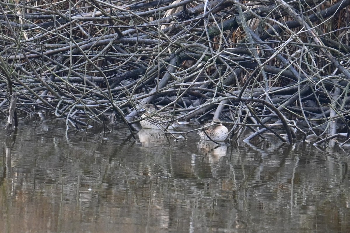 Чирянка-квоктун - ML646888006