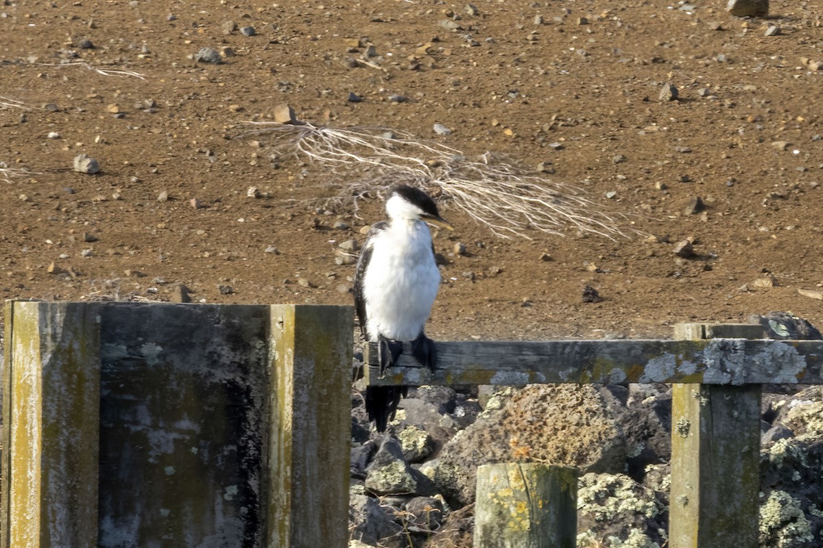 Баклан строкатий - ML646888008