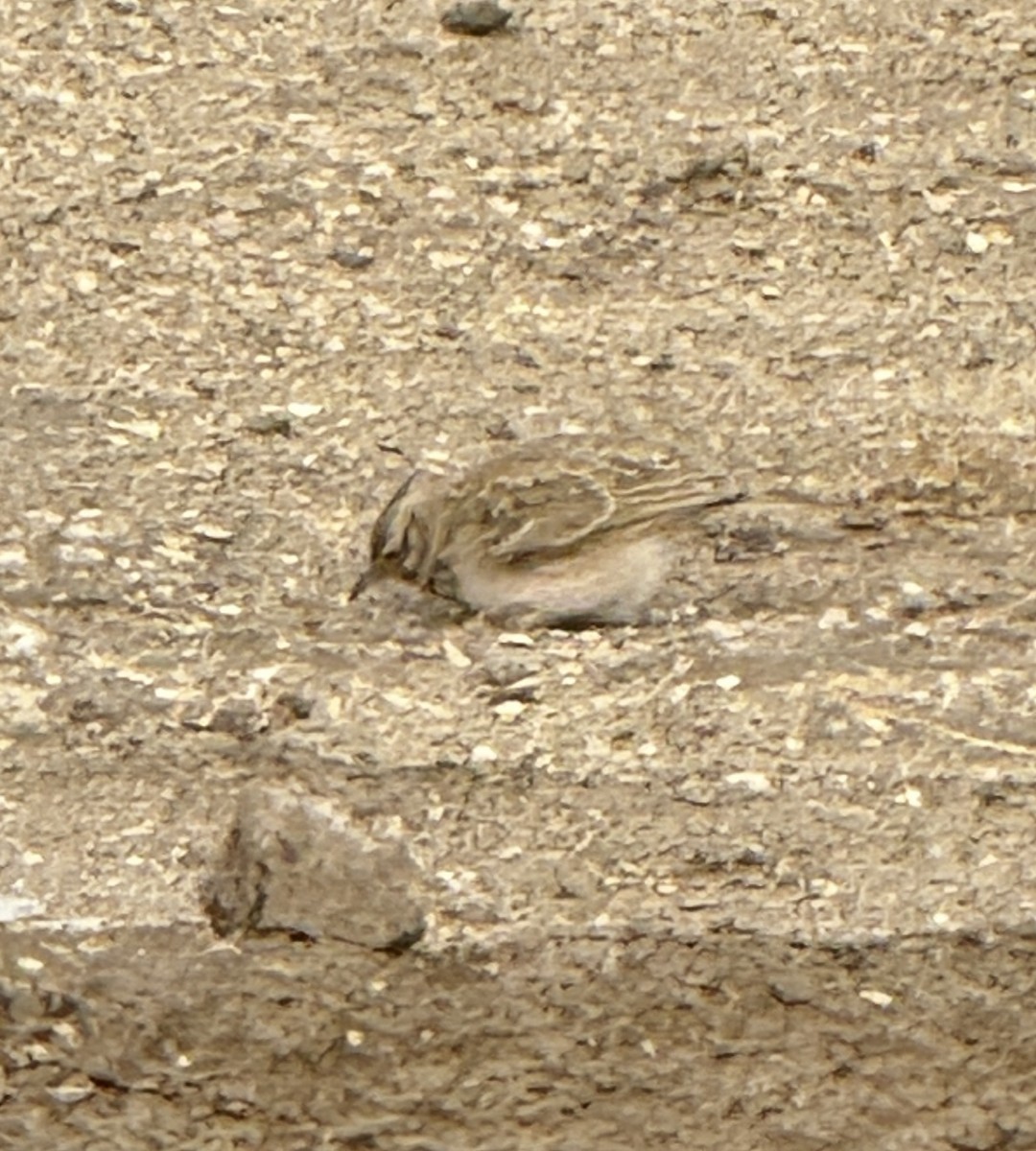 Посмітюха звичайна - ML646888009