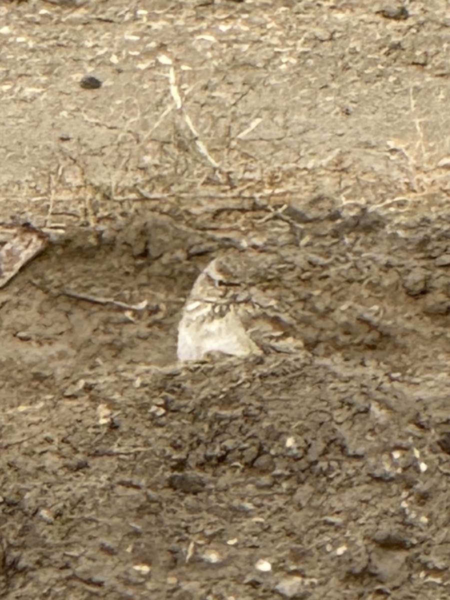 Посмітюха звичайна - ML646888010