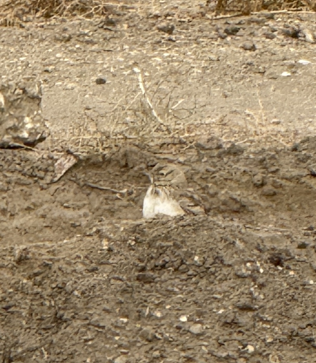 Посмітюха звичайна - ML646888011