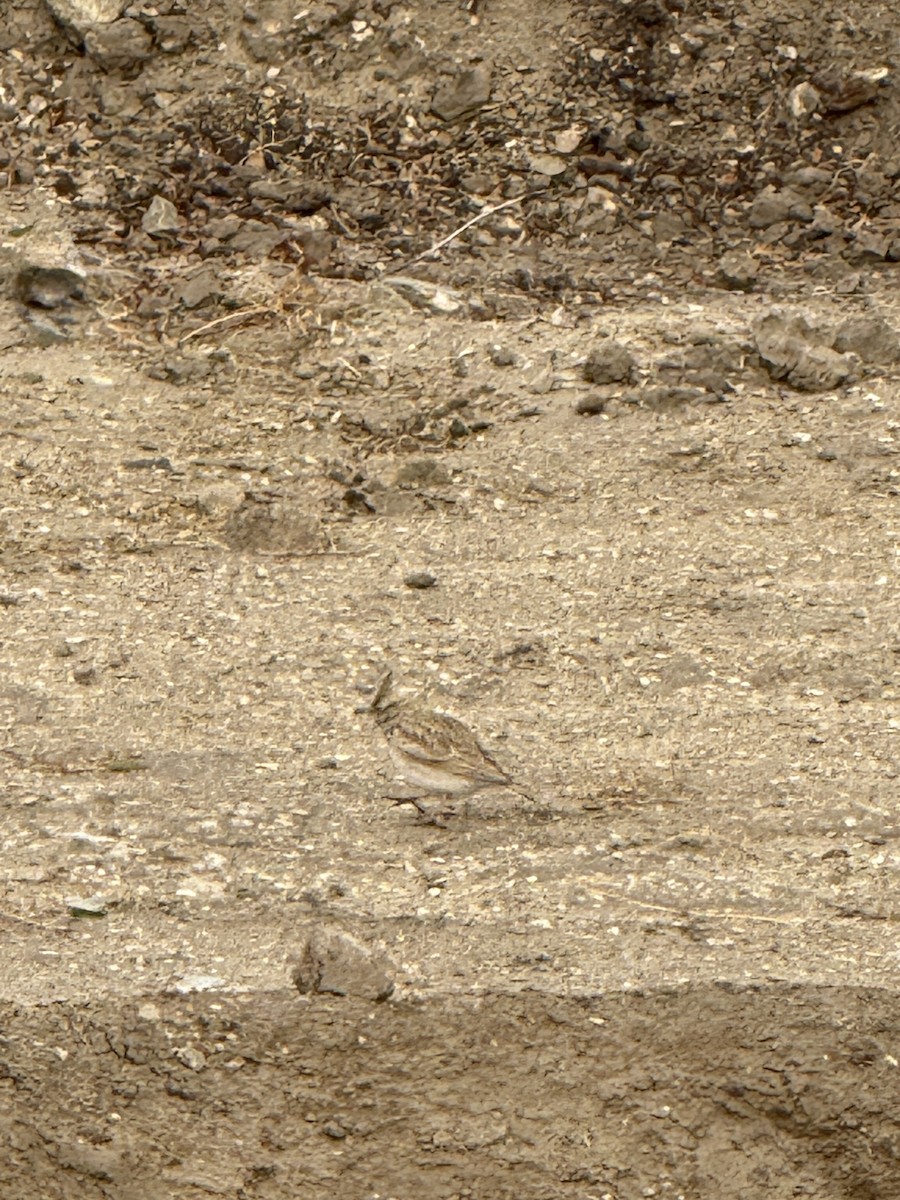 Посмітюха звичайна - ML646888013