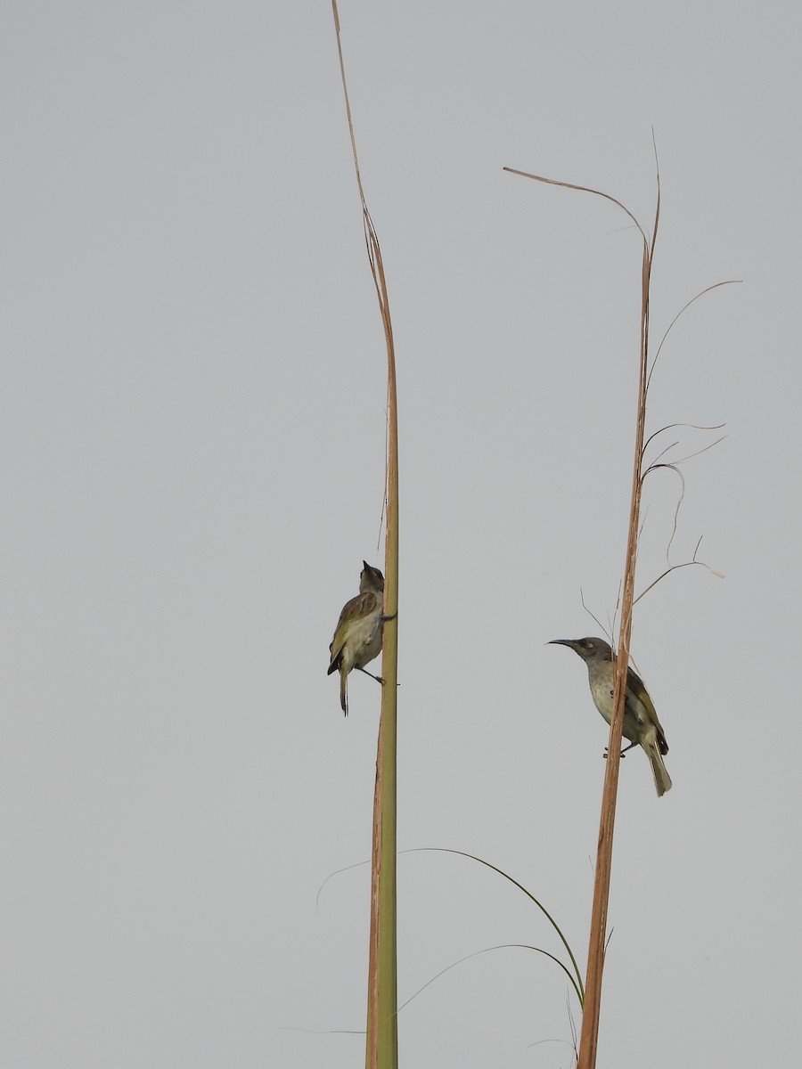 Медовець бурий - ML646888014