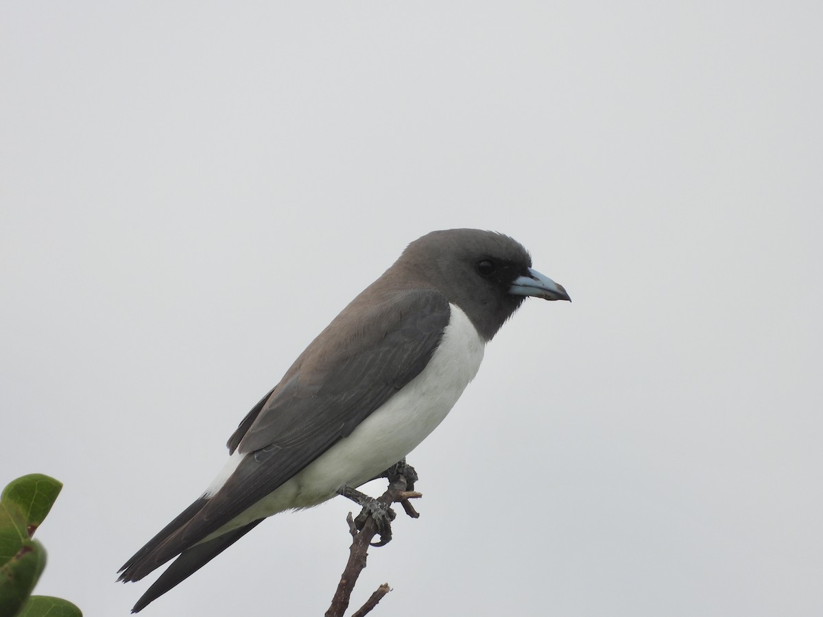 Ланграйн білогрудий - ML646888015