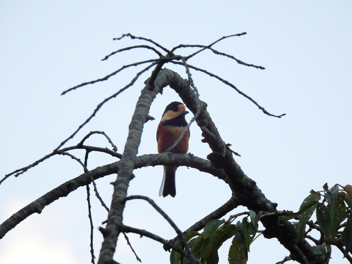 Гаїчка японська - ML646888016