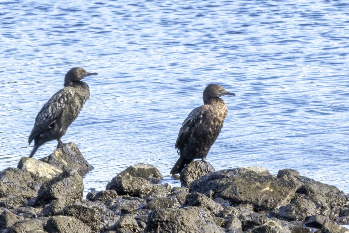 Баклан індонезійський - ML646888017