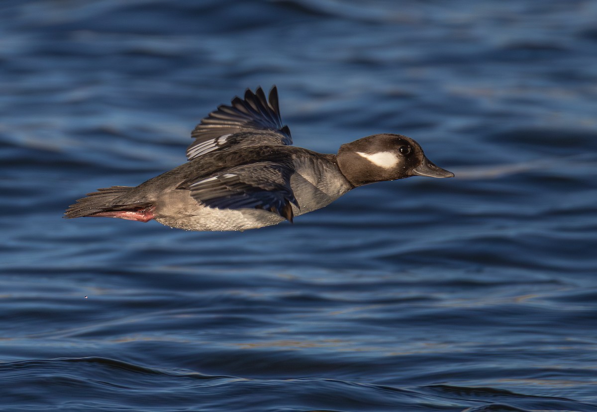 Bufflehead - ML646888018