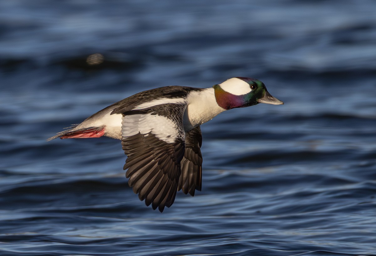 Bufflehead - ML646888019