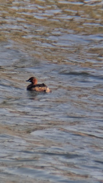 Little Grebe - ML646888020